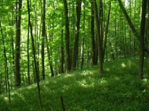 Hornbeam forests with Carex pillosa.