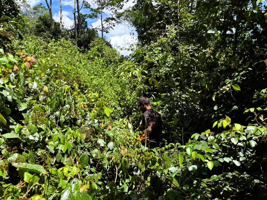 Searching in thick vegetation (c) Dickson Katana