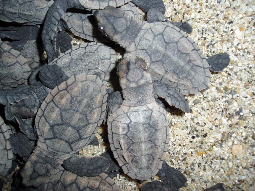 The first turtles crawling up out of the sand.