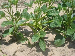 A well growth of Cluster bean