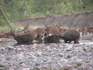 Chital and Sambar at a waterhole.