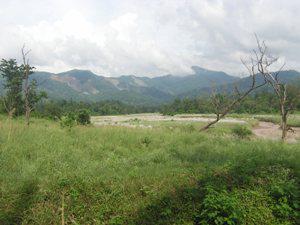 Mundal grassland in Rajaji National Park.