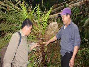 Survey medicinal plants in nature.