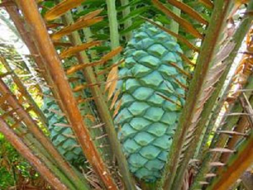 Female cone of E. whitelockii.