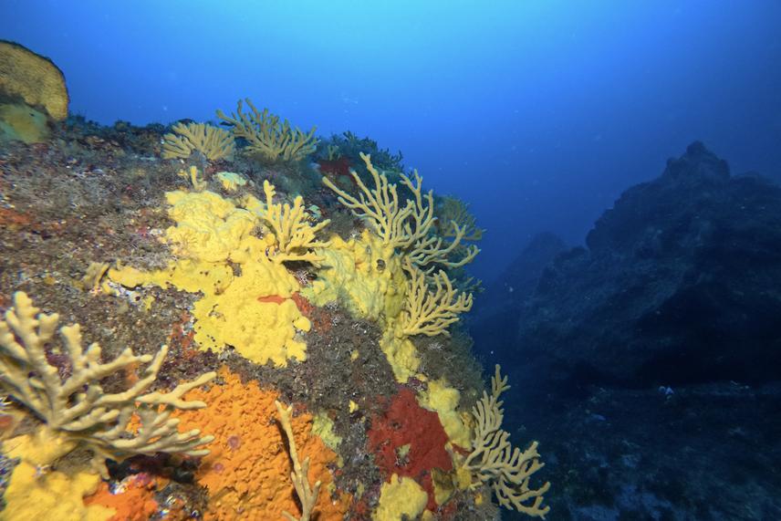 Animal forest at mesophotic depths: a diverse assemblage of sponges (Axinella spp.) encrusting a rocky reef wall, illustrating the structural complexity of these poorly known ecosystems. (c) Alejandro Pérez Matus
