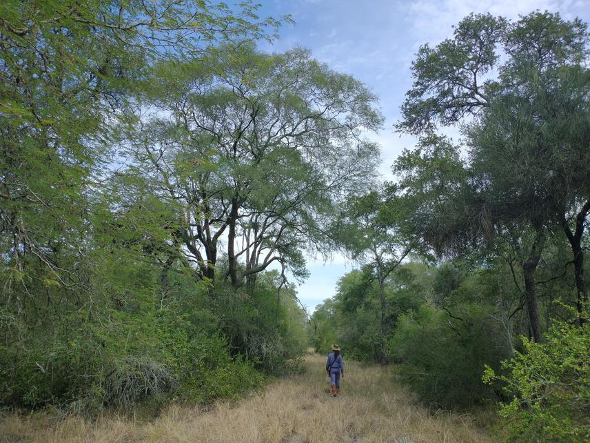 A path in the forest where the vertical structure can be observed. ©Axel Lautaro Gualdoni Becerra.
