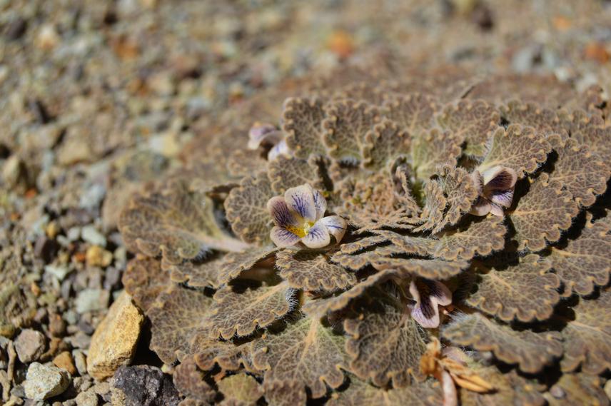 Viola flos-idae (Violaceae) in bloom. (c) Bruno Alzugaray