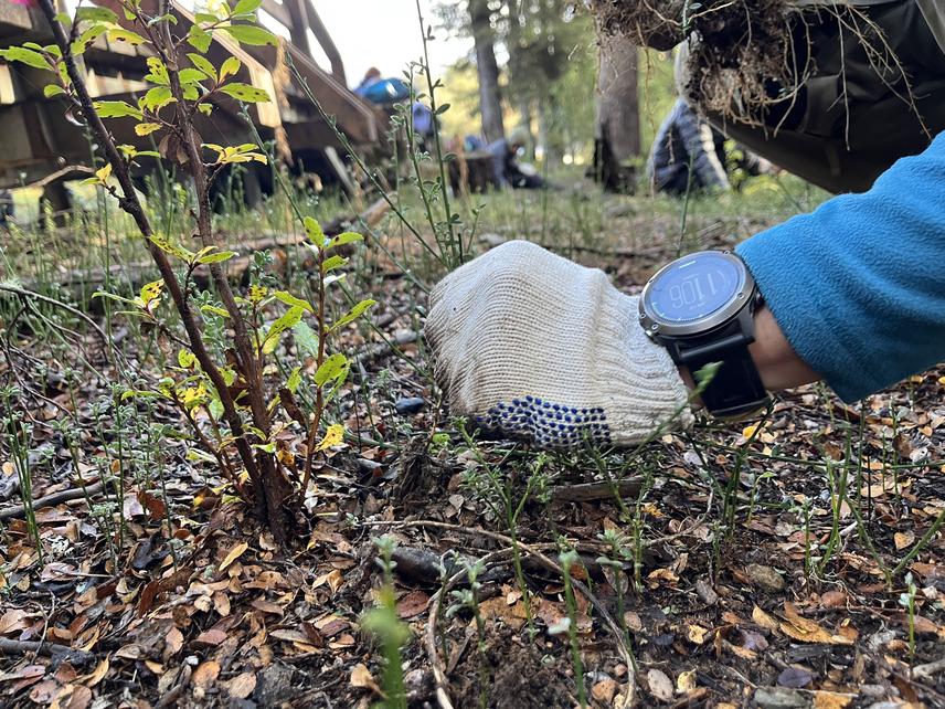 Mechanical removal of Cytisus scoparius seedlings (Scotch broom) in the Nahuel Huapi National Park. ©Circuito Verde.