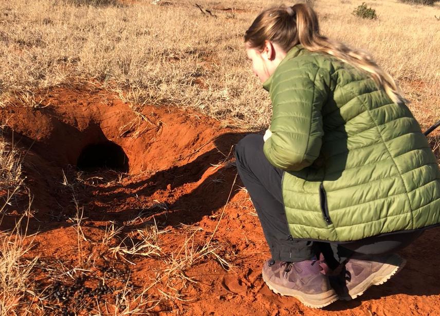 Jordan identifying whether a burrow is actively used by species. Spoor, droppings, freshly moved sand, no spider webs and sometimes flies all indicate potential occupancy. © Jordan Siebert.