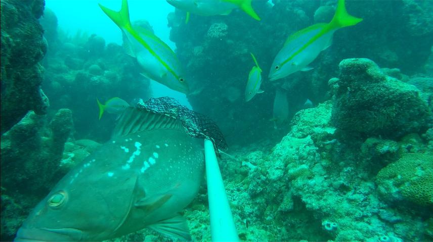Red grouper (Epinephelus morio) and Yellowtail snapper (O. chrysurus). © José Amorim Reis-Filho