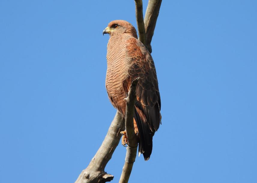 Heterospizias meridionalis (Southern Hawk) (c) Francisco Ramon de Sousa Severiano