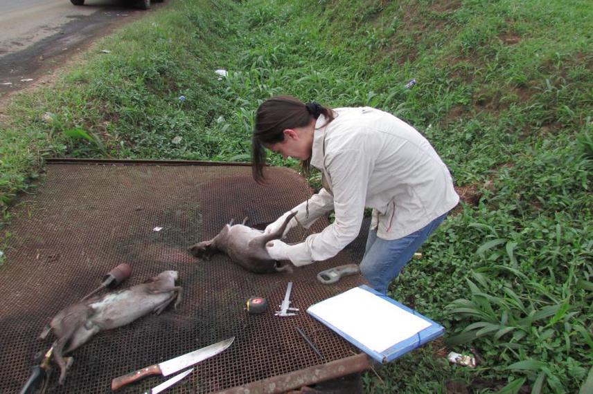 Paloma Ferrer excising Blue Duiker's testicles.