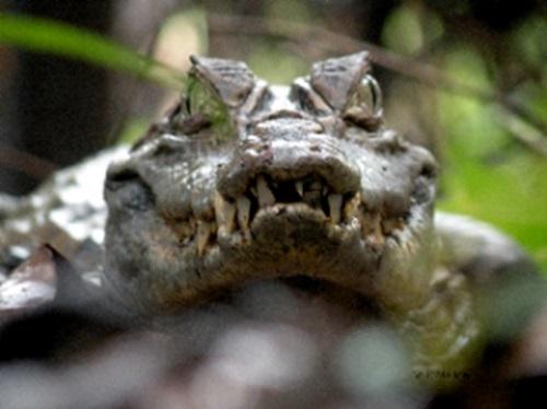 Caiman female guarding the nest.