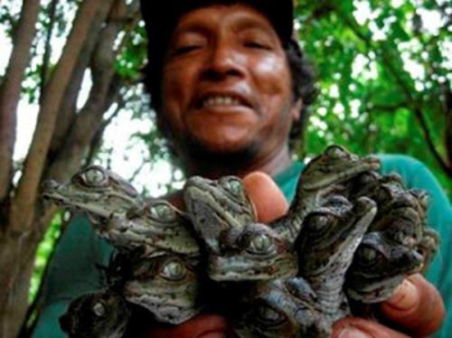 Hatchlings of Caiman crocodilus.