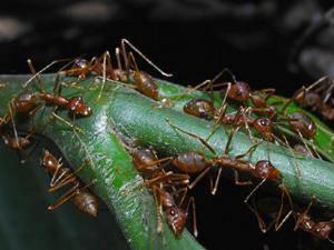 Ants.
