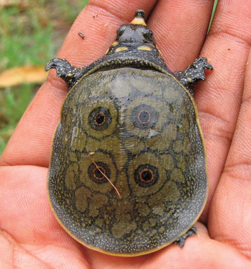 Nilssonian hurum (juvénile), Brahmaputre, Assam. © Chittaranjan