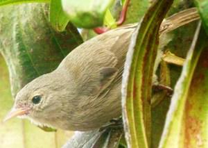 Certhidea olivacea.