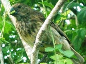 Platyspiza crassirostris.