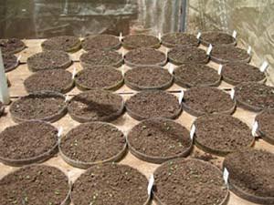 Seed herbicides trails for the control of the seedbank of Rubus niveus, 5 different herbicides. © Jorge Renteria.