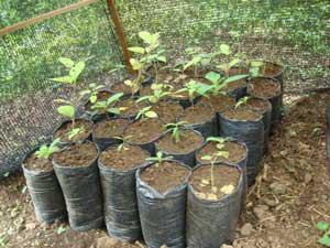 Seedlings of blackberry and native plant species under one of treatments of light and water. © Jorge Renteria.