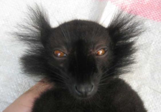 Intermediate male, portrait, face view.
