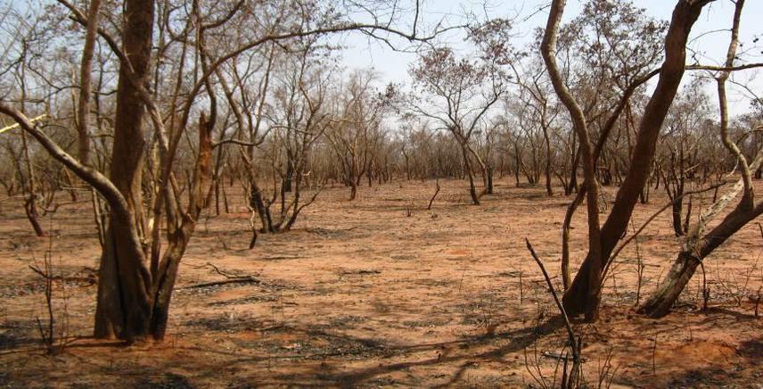 View of study area during dry season.