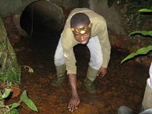 Releasing Conraua derooi into its stream habitat.