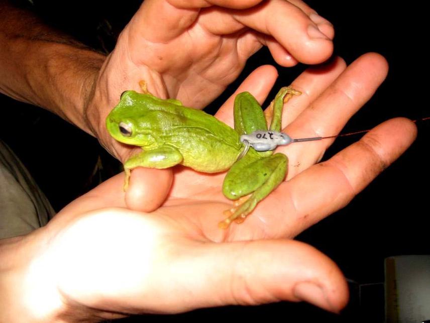Plectrohyla exquisita fitted with a miniature radiotransmitter.