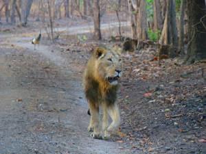 Asiatic lion.