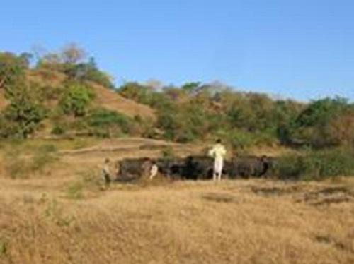 Gir livestock.
