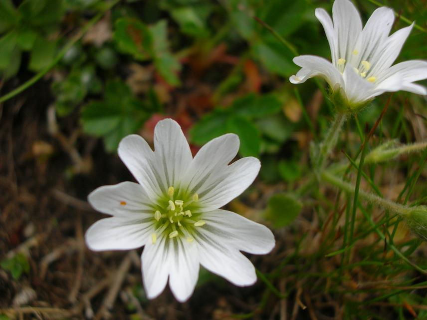 Cerastium sp.