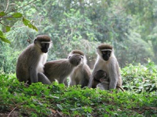 Primates at Ayuu site within Palabek kal forest reserve.