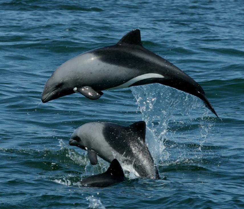 © The Namibian Dolphin Project