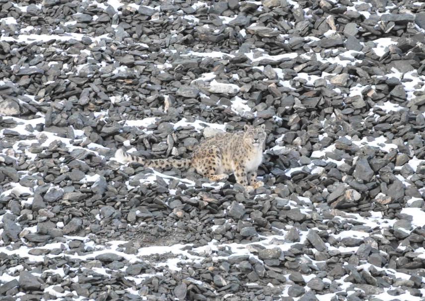 Snow leopard. © Sunetro Ghosal.