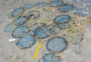 “Kaccha valai” gear specifically targeting snails species from the Family