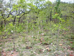 Red sanders research area.