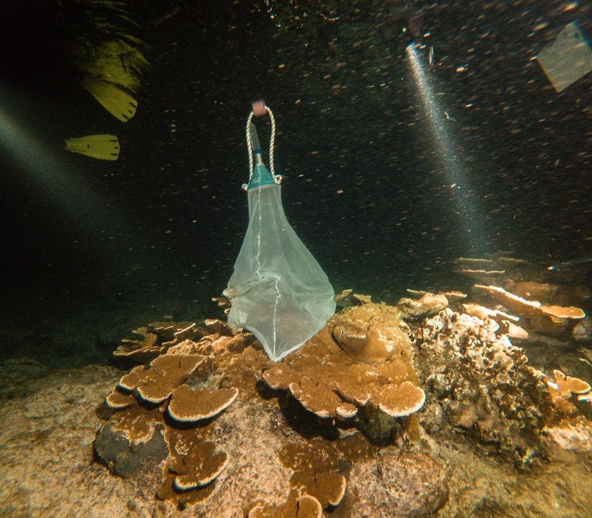 Spawn collection net in colony during night monitoring of Acropora palmata spawning. (c) Sammy Martinez