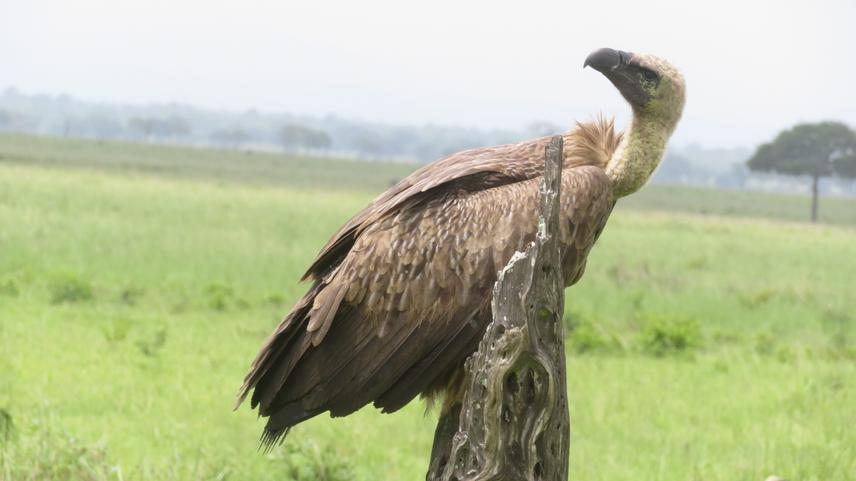 White-backed vulture. (c) John Lyakurwa