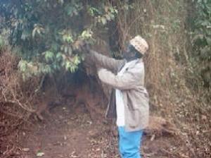An old Prunus africana damaged by fire.