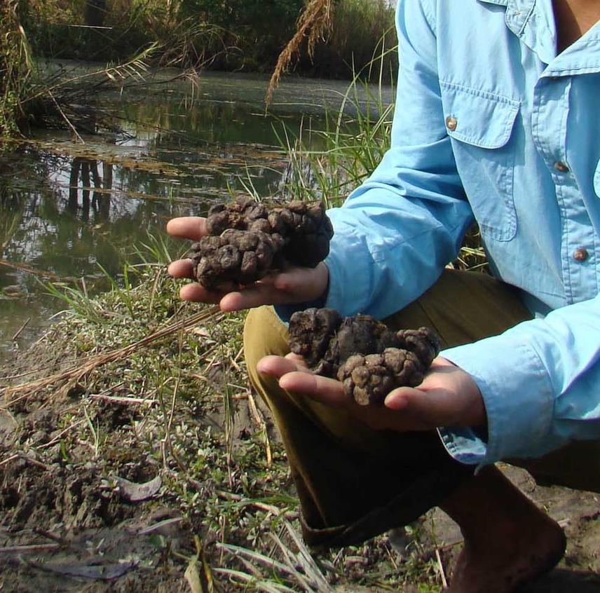 The fresh swamp deer pellets at Chorphuli wetland.