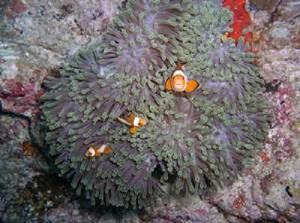 Recovered healthy coral reef ecological system after our conservation efforts in Jan 2009
