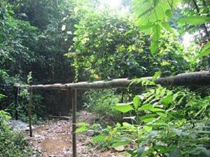 Bamboo pipe for moving water from stream to irrigate farms or human use - a creative method for irrigation in mountainous region.