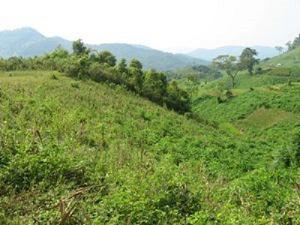 Upland farms of H'Mong people in Ba Be National Park.