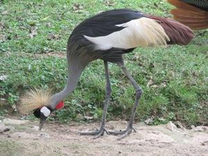Cranes.