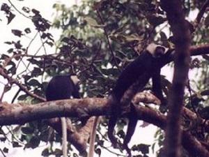 Black and White Colobus.