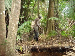 Forest secret pathfoot with our former hunter.