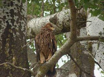 Chick of IE just before fledging.