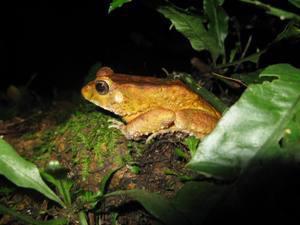 Amietophrynus togoensis.