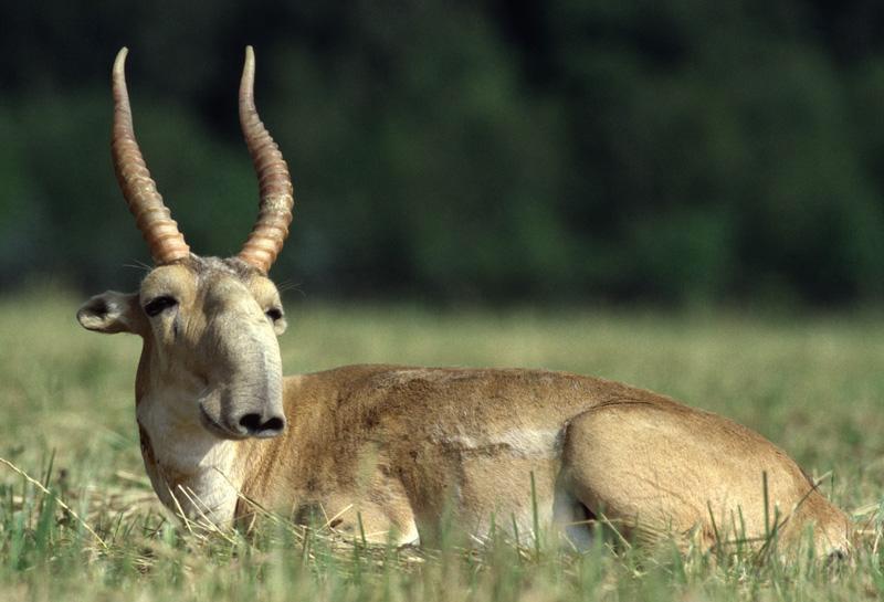 A resting saiga male. © Rotislav Stach