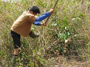Uprooting lantana.
